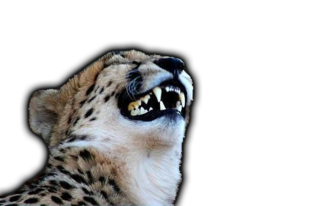 Cheetah :cheetah: