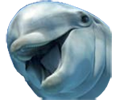 :dolphin: